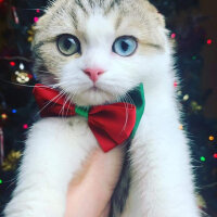 Scottish Fold, Kedi  Maya fotoğrafı