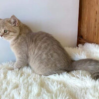 British Shorthair, Kedi  Dobby fotoğrafı