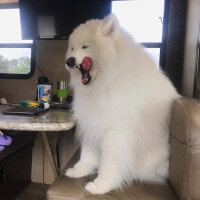 Samoyed, Köpek  Lina fotoğrafı