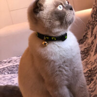 Scottish Fold, Kedi  BALPATLAK fotoğrafı