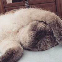 Scottish Fold, Kedi  BALPATLAK fotoğrafı