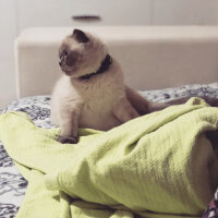 Scottish Fold, Kedi  BALPATLAK fotoğrafı