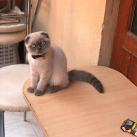 Scottish Fold, Kedi  BALPATLAK fotoğrafı