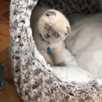 Scottish Fold, Kedi  BALPATLAK fotoğrafı