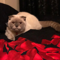 Scottish Fold, Kedi  BALPATLAK fotoğrafı