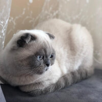 Scottish Fold, Kedi  BALPATLAK fotoğrafı