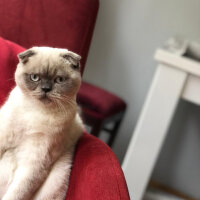 Scottish Fold, Kedi  BALPATLAK fotoğrafı