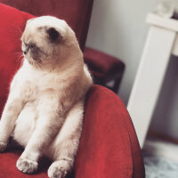 Scottish Fold, Kedi  BALPATLAK fotoğrafı