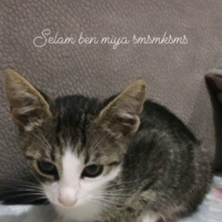 Tekir Kedi, Kedi  Miya fotoğrafı