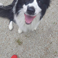 Border Collie, Köpek  Odie fotoğrafı