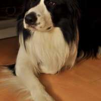 Border Collie, Köpek  Odie fotoğrafı