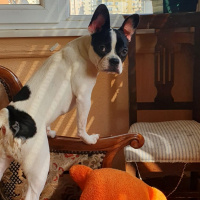Fransız Bulldog, Köpek  luna fotoğrafı