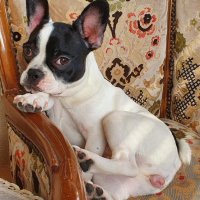 Fransız Bulldog, Köpek  luna fotoğrafı