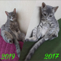 Mavi Rus, Kedi  Duman fotoğrafı