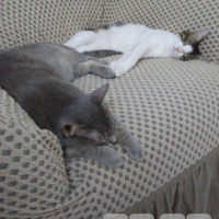 Mavi Rus, Kedi  Duman fotoğrafı