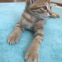 Sarman, Kedi  Merkür fotoğrafı