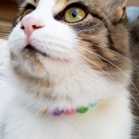 Tekir Kedi, Kedi  Mırmır fotoğrafı
