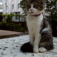 Tekir Kedi, Kedi  Mırmır fotoğrafı