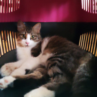 Tekir Kedi, Kedi  Mırmır fotoğrafı
