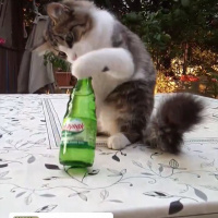 Tekir Kedi, Kedi  Mırmır fotoğrafı