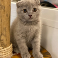 Scottish Fold, Kedi  Puding fotoğrafı