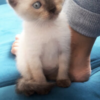 Scottish Fold, Kedi  Pamuk fotoğrafı