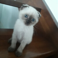 Scottish Fold, Kedi  Pamuk fotoğrafı