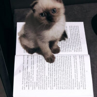 Scottish Fold, Kedi  Pamuk fotoğrafı