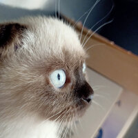 Scottish Fold, Kedi  Pamuk fotoğrafı