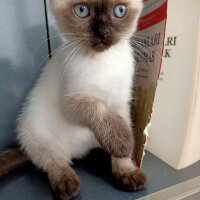 Scottish Fold, Kedi  Pamuk fotoğrafı