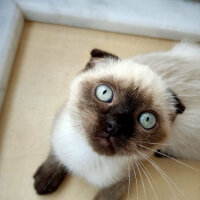 Scottish Fold, Kedi  Pamuk fotoğrafı