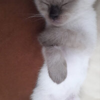 Scottish Fold, Kedi  Pamuk fotoğrafı