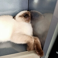 Scottish Fold, Kedi  Pamuk fotoğrafı