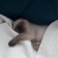 Scottish Fold, Kedi  Pamuk fotoğrafı