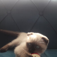 Scottish Fold, Kedi  Pamuk fotoğrafı