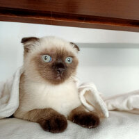 Scottish Fold, Kedi  Pamuk fotoğrafı