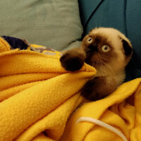 Scottish Fold, Kedi  Pamuk fotoğrafı