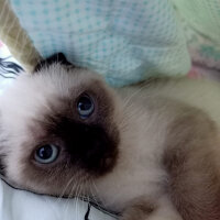 Scottish Fold, Kedi  Pamuk fotoğrafı