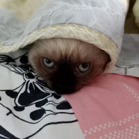 Scottish Fold, Kedi  Pamuk fotoğrafı