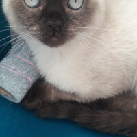 Scottish Fold, Kedi  Pamuk fotoğrafı