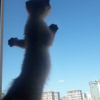 Scottish Fold, Kedi  Pamuk fotoğrafı