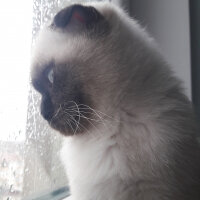 Scottish Fold, Kedi  Pamuk fotoğrafı