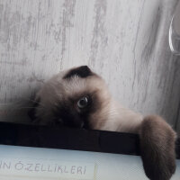 Scottish Fold, Kedi  Pamuk fotoğrafı