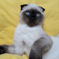 Scottish Fold, Kedi  Pamuk fotoğrafı