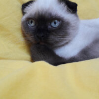 Scottish Fold, Kedi  Pamuk fotoğrafı