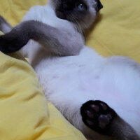 Scottish Fold, Kedi  Pamuk fotoğrafı