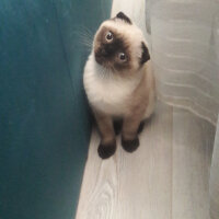 Scottish Fold, Kedi  Pamuk fotoğrafı