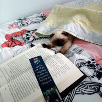 Scottish Fold, Kedi  Pamuk fotoğrafı