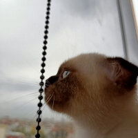 Scottish Fold, Kedi  Pamuk fotoğrafı