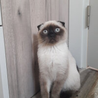 Scottish Fold, Kedi  Pamuk fotoğrafı